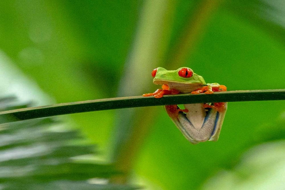kikkertje fotoreizen kikkertje fotoreizen