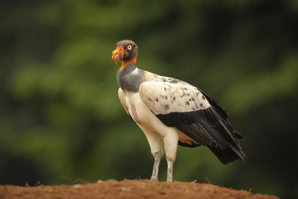 king vulture