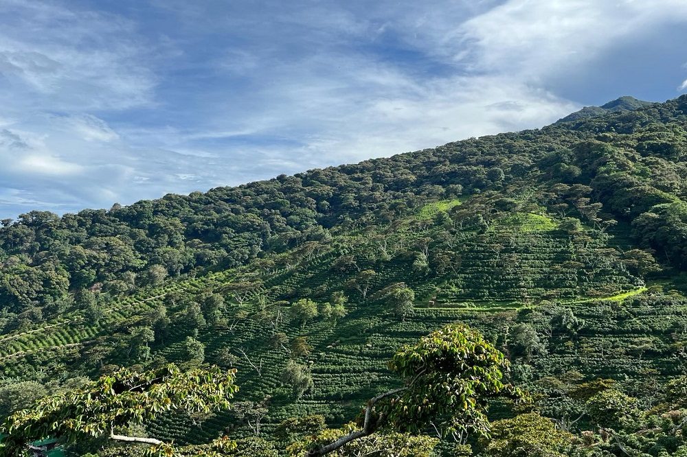 koffieplantages boquete