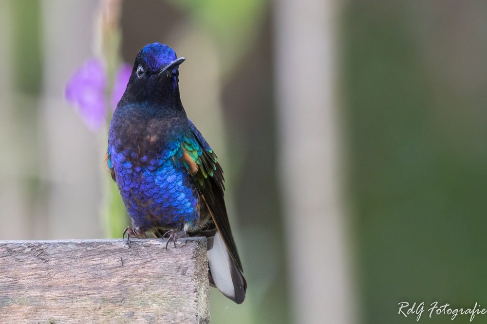 kolibrie blauw fotoreis ecuador