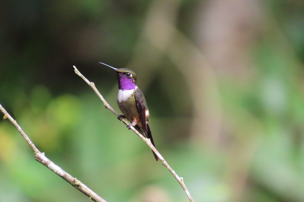 kolibrie colombia