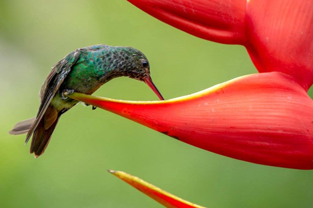 kolibrie costa rica