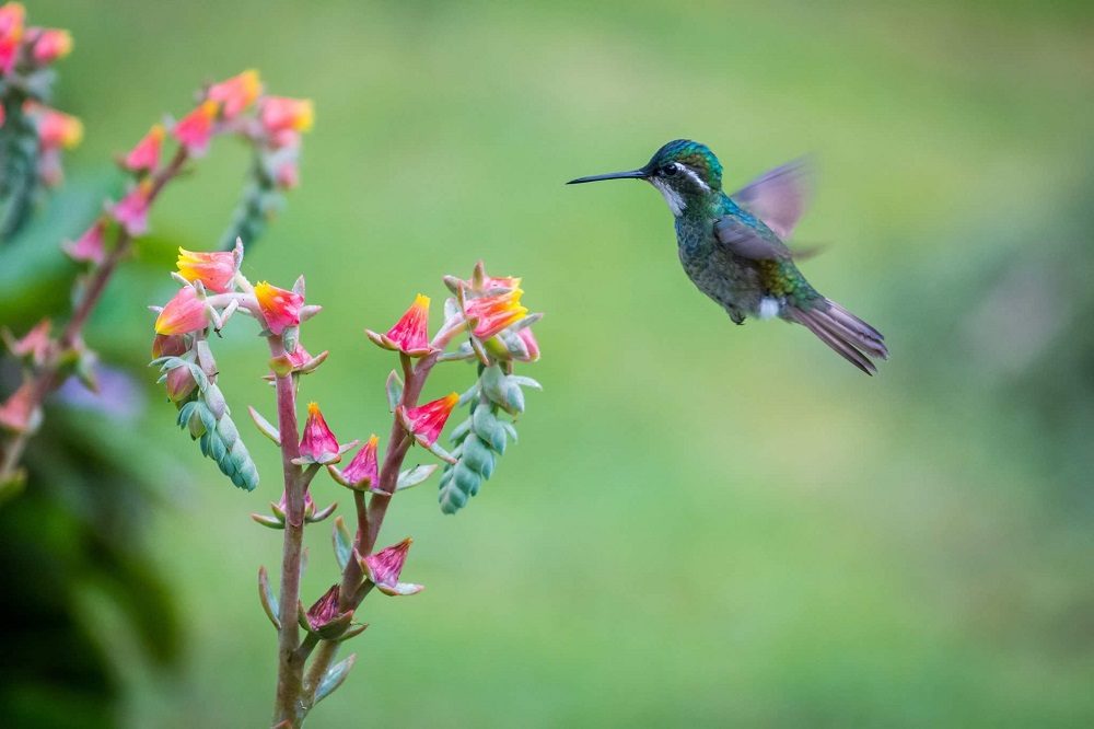 kolibrie costa rica kolibrie costa rica