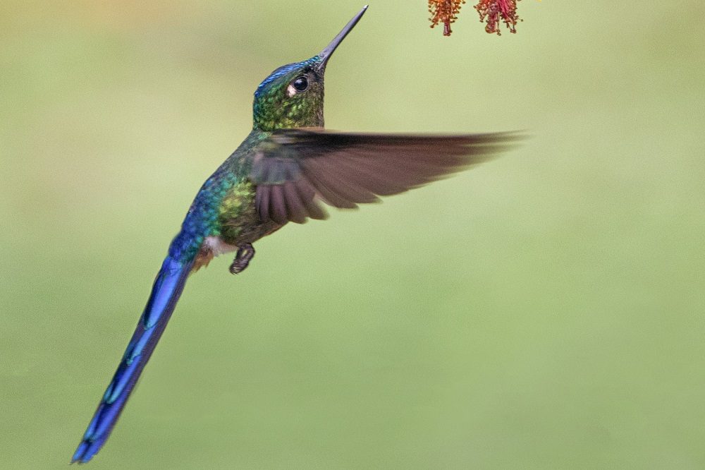 kolibrie fotoreis colombia
