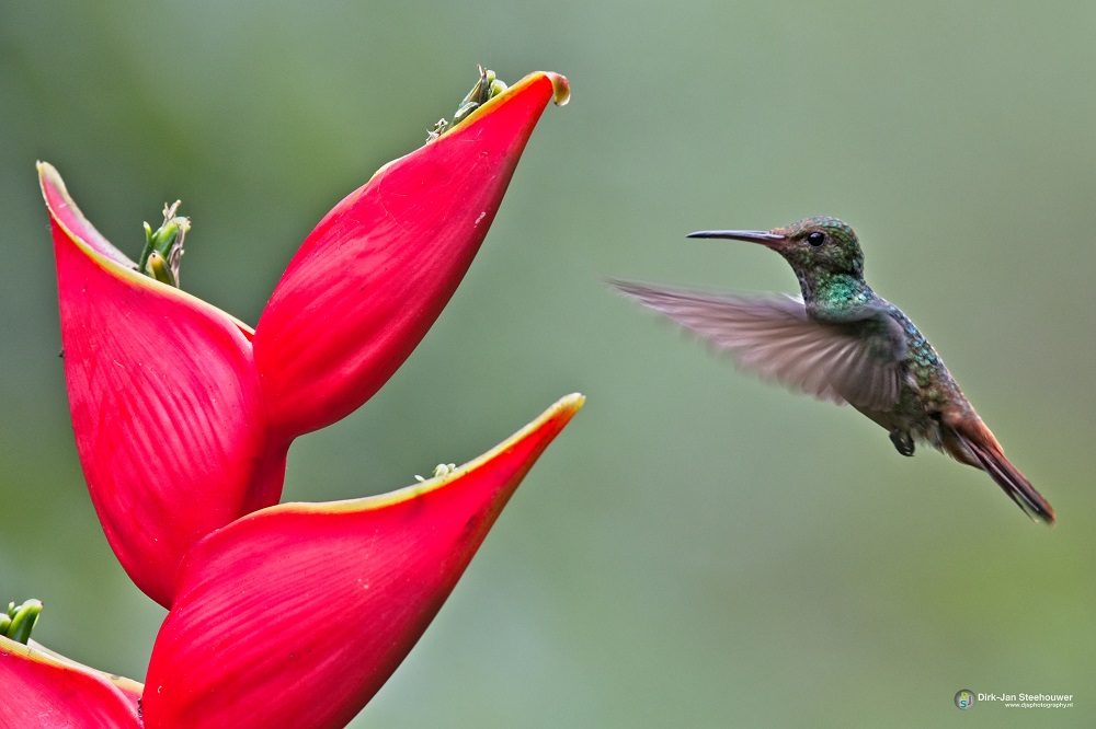 kolibrie vogelreizen