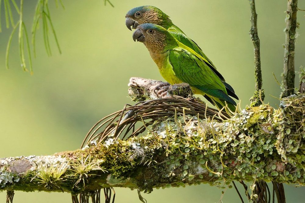 kolibries colombia fotoreis