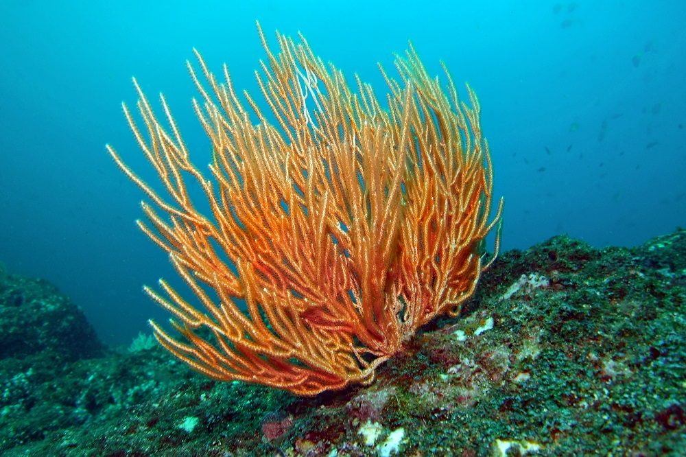 koraal oranje