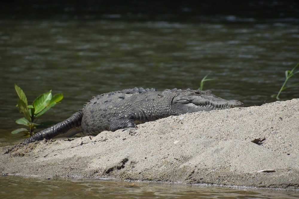 krokodil colombia