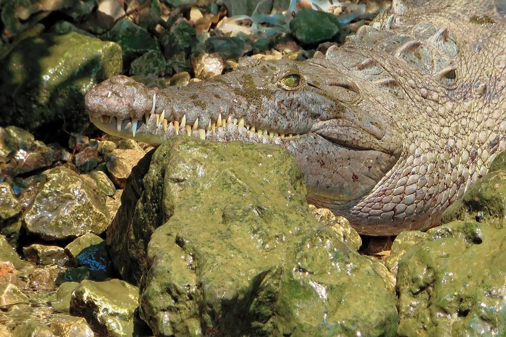 krokodil rondreis chiapas en oaxaca