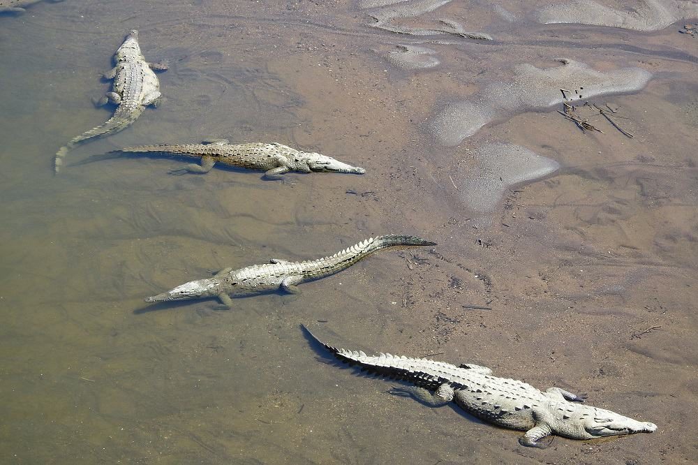 krokodil tarcoles costa rica september reis