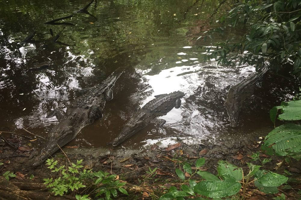 krokodillen 4 krokodillen 4