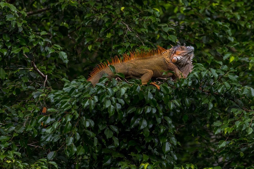 leguaan costa rica