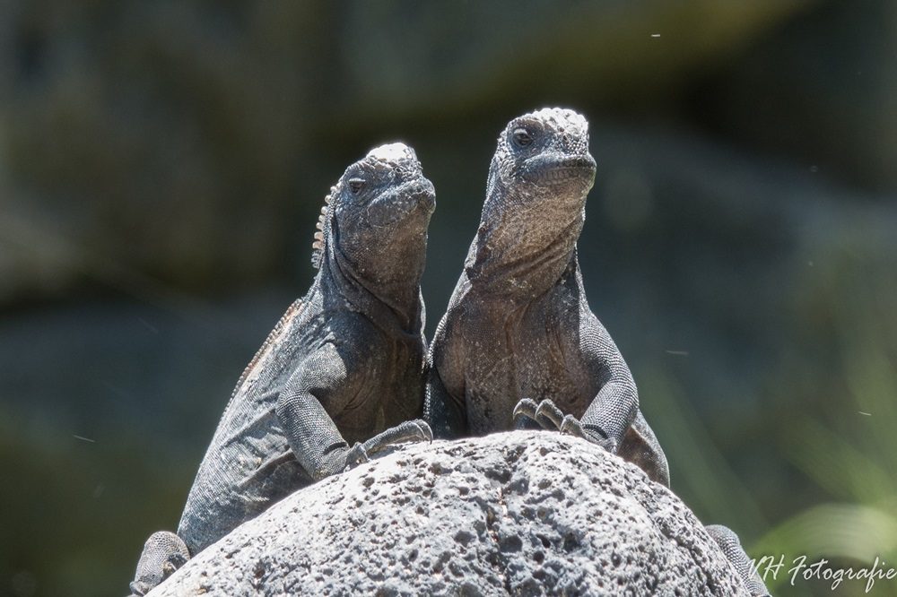 leguanen dieren Galapagos