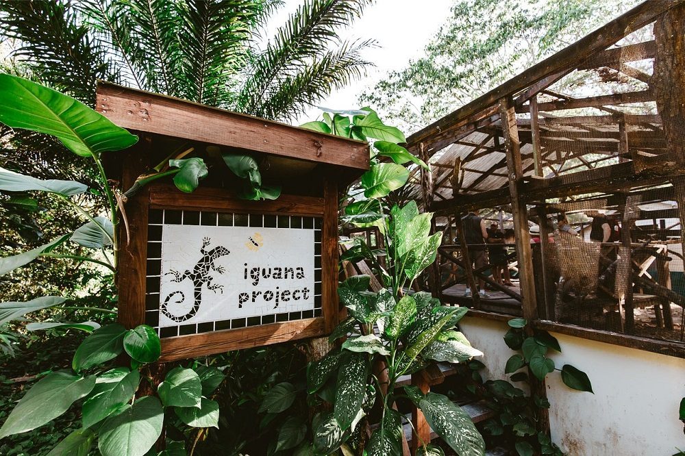 leguanen project familiereis belize leguanen project familiereis belize