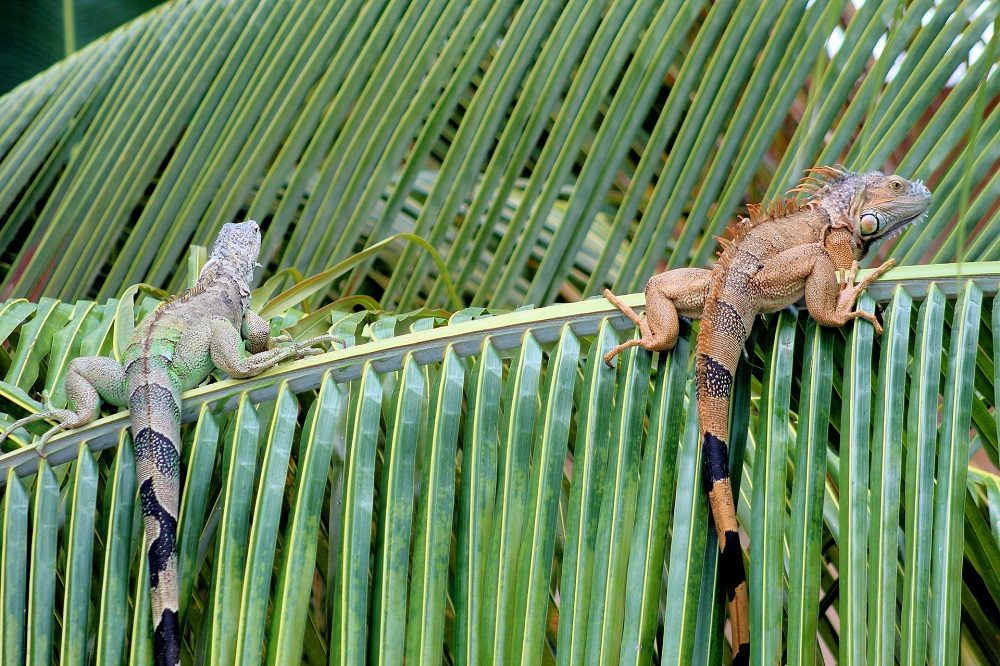 leguanen rondreis belize leguanen rondreis belize
