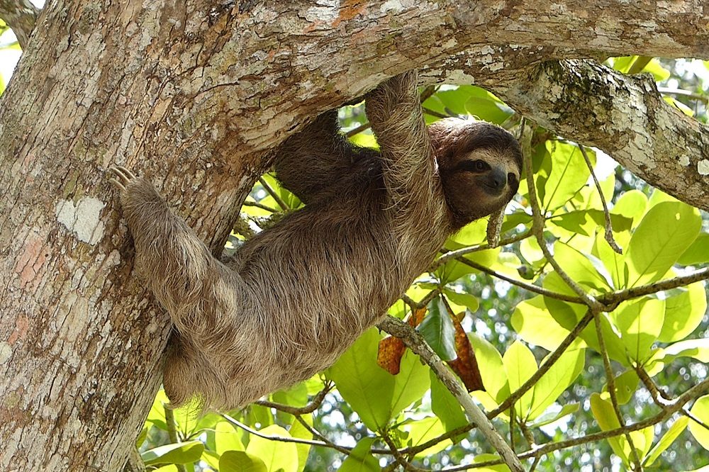 luiaard costa rica met kinderen