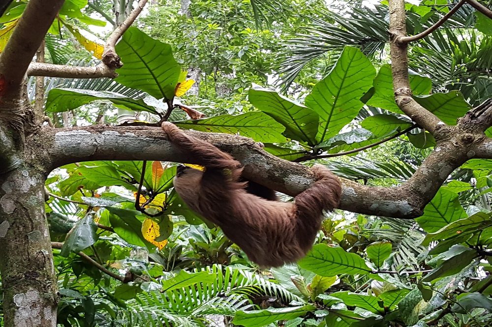 luiaard jaguar rescue center