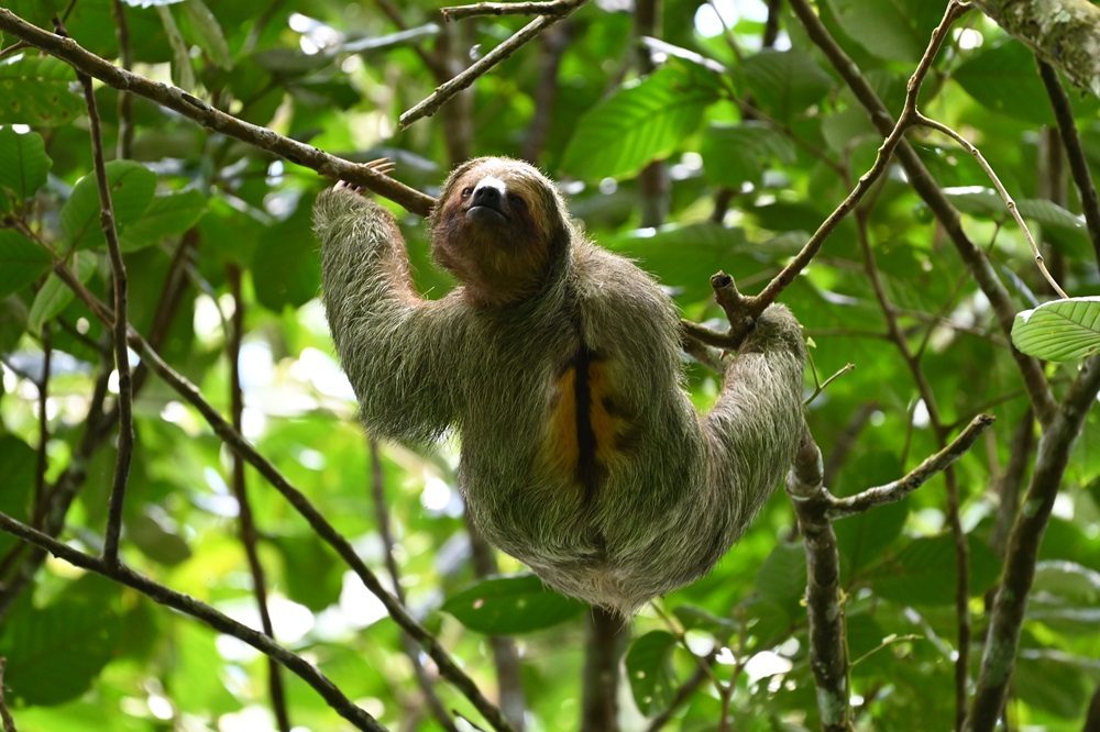 luiaard wildlife Panama luiaard wildlife Panama