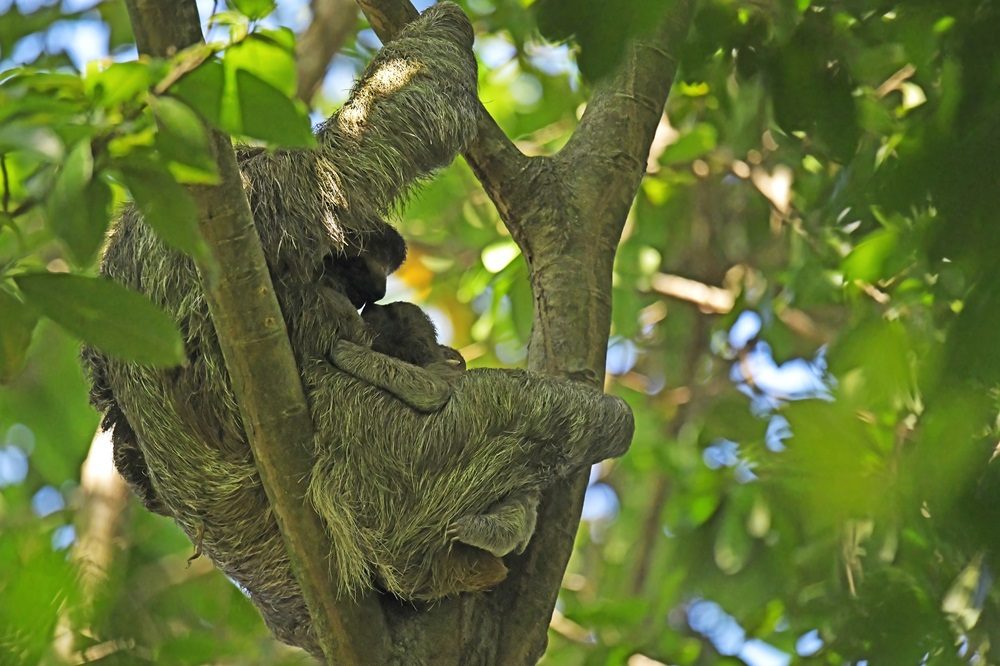 luiaarden costa rica