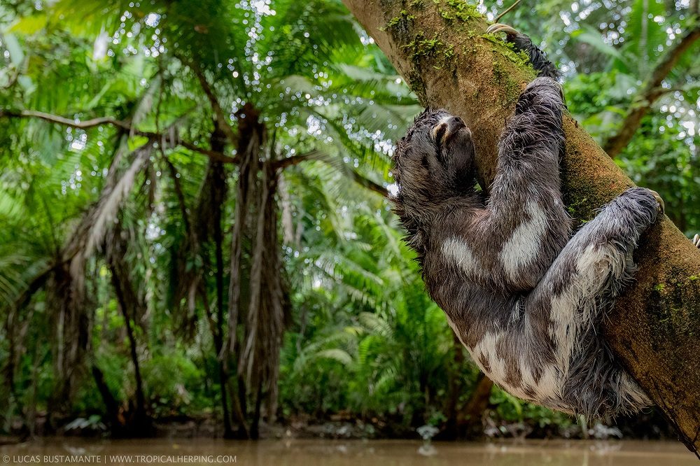 luiaards ecuador amazone