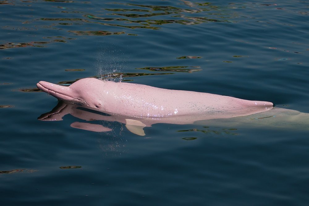luxe reis colombia roze dolfijn