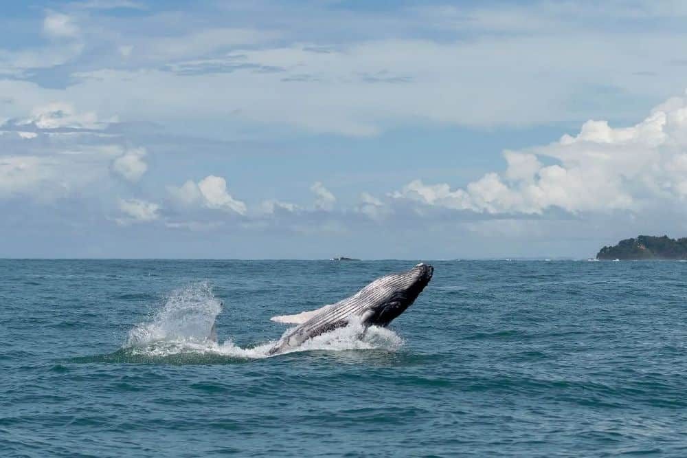 luxe reis panama walvis 1