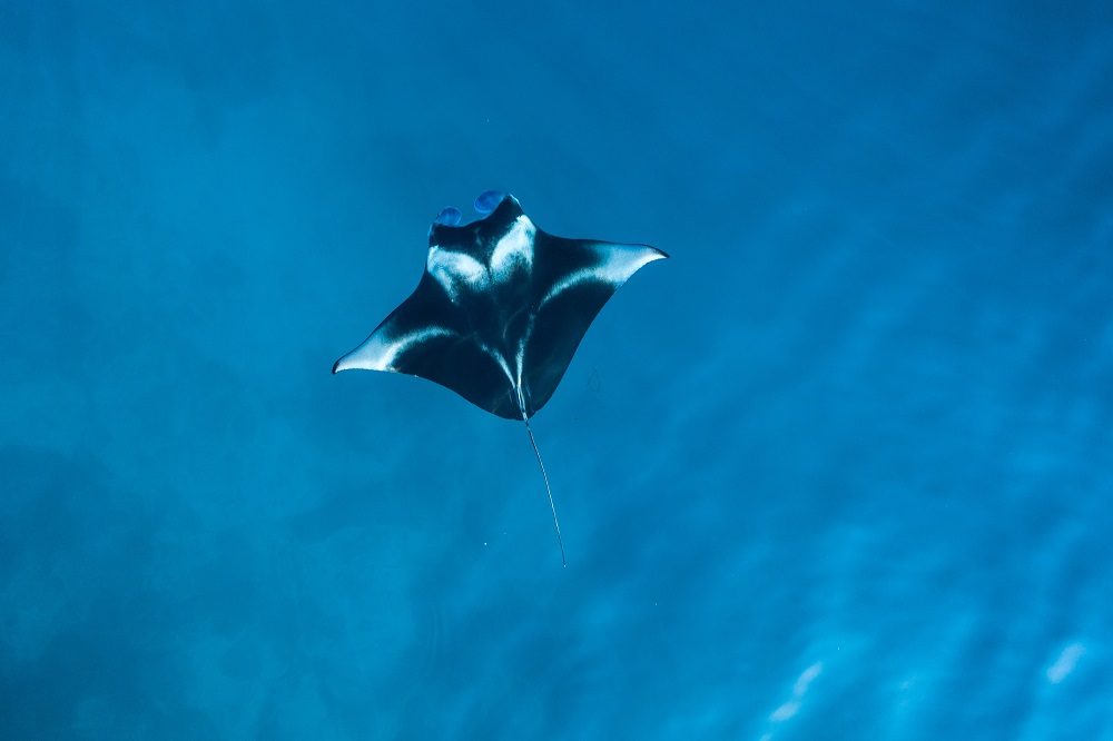 mantarog