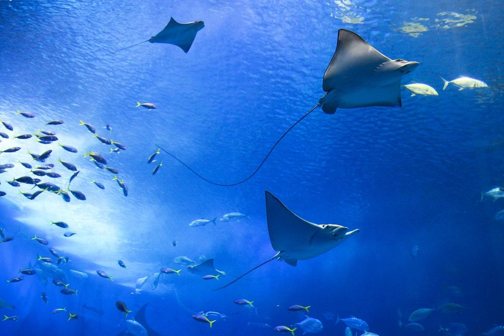 mantas