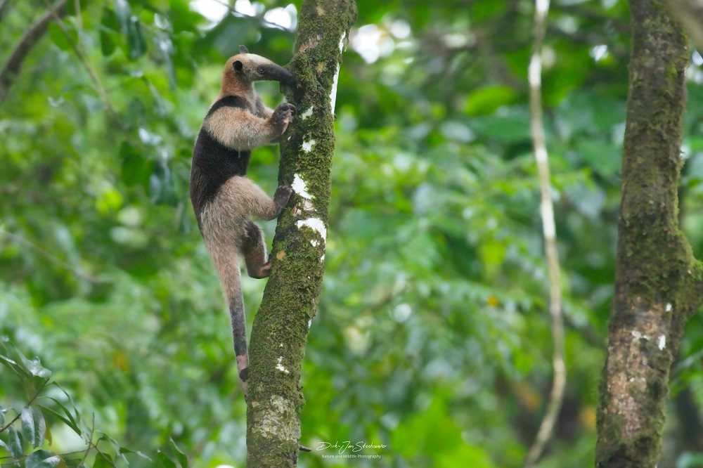 miereneter corcovado