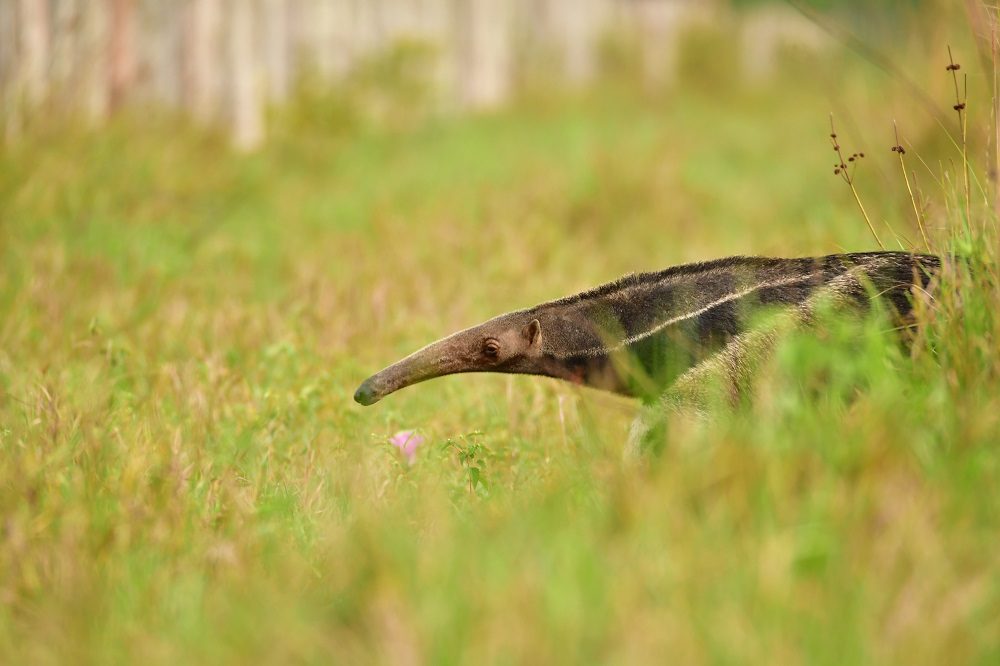 miereneter pantanal