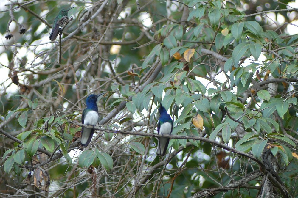 minca vogel minca vogel