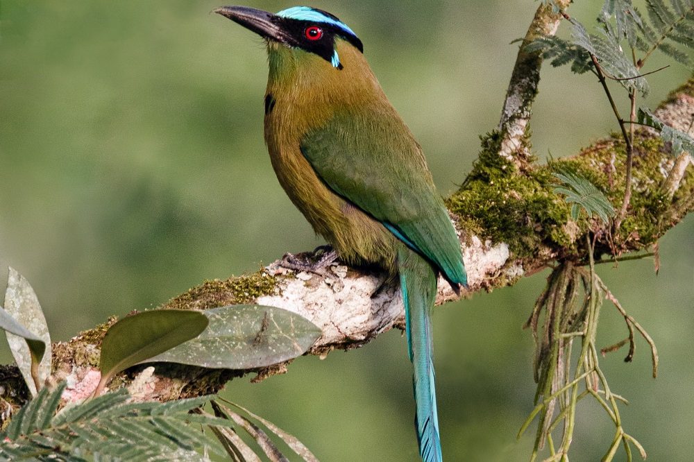 motmot