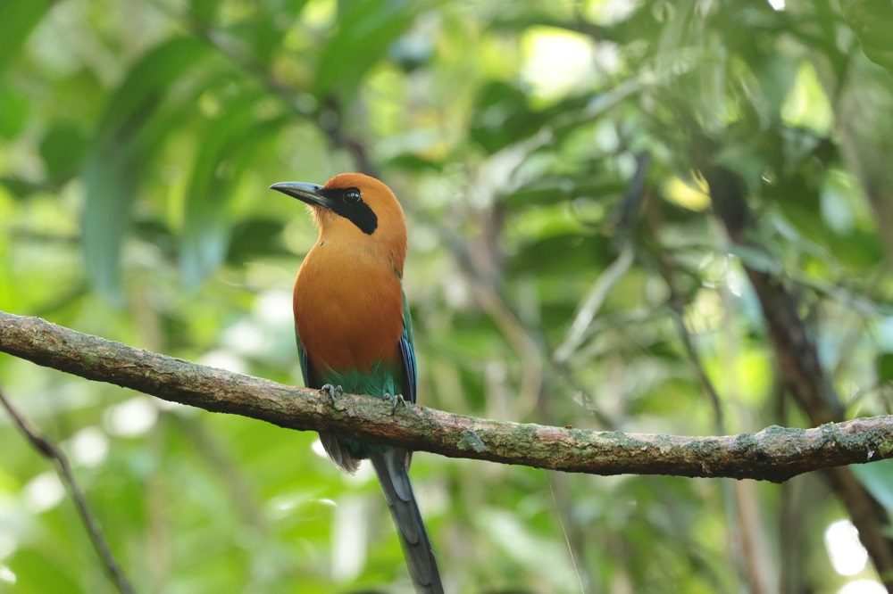motmot vogelreis costa rica