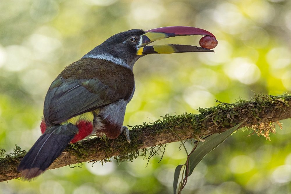 mountain toucan fotoreis colombia