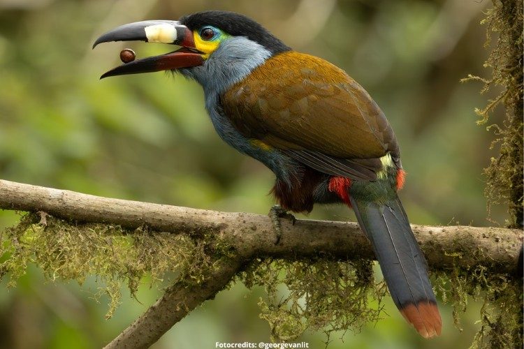 mountain toucan fotoreis ecuador 1