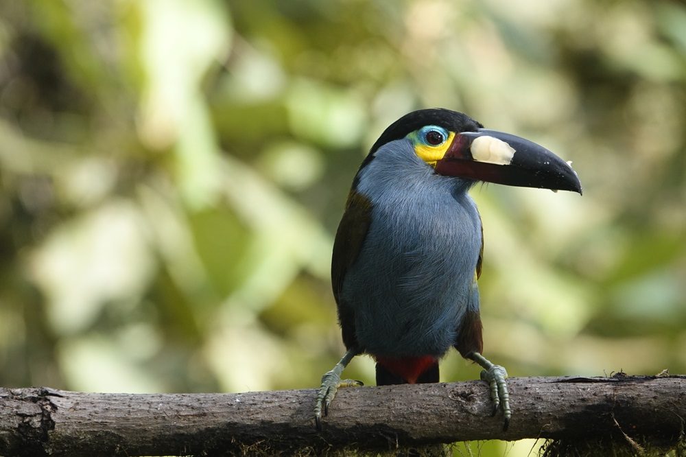 mountain toucan fotoreis ecuador
