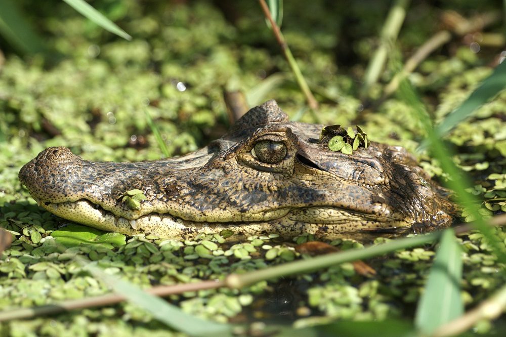 natuurreis nicaragua kaaiman