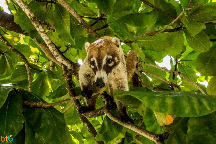 neusbeer belize 1