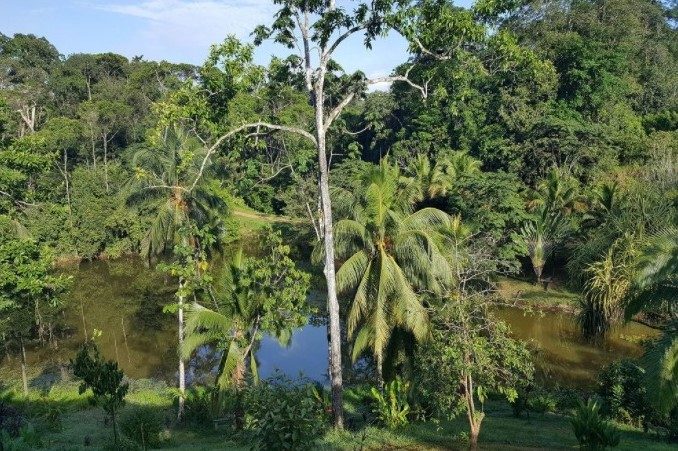 nevelwoud 2 nevelwoud 2