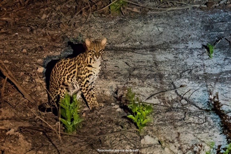ocelot pantanal 1 ocelot pantanal 1