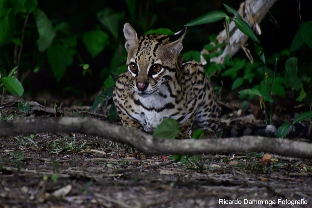 ocelot pantanal
