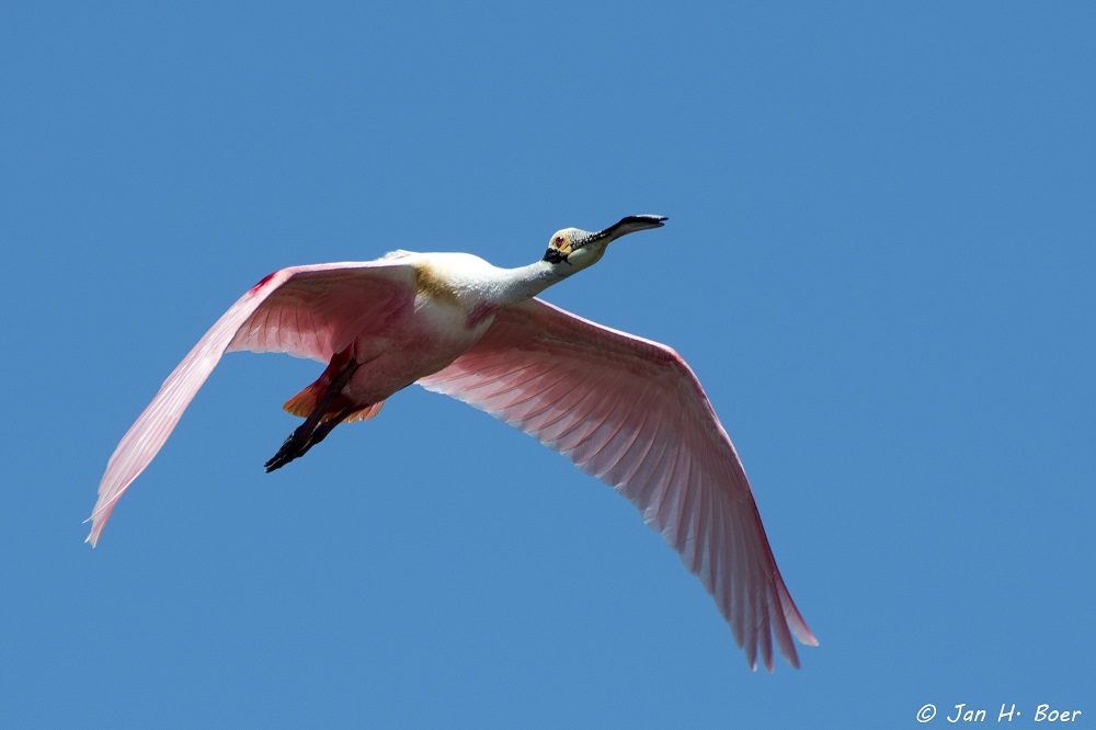 palo verde vogelreis costa rica palo verde vogelreis costa rica