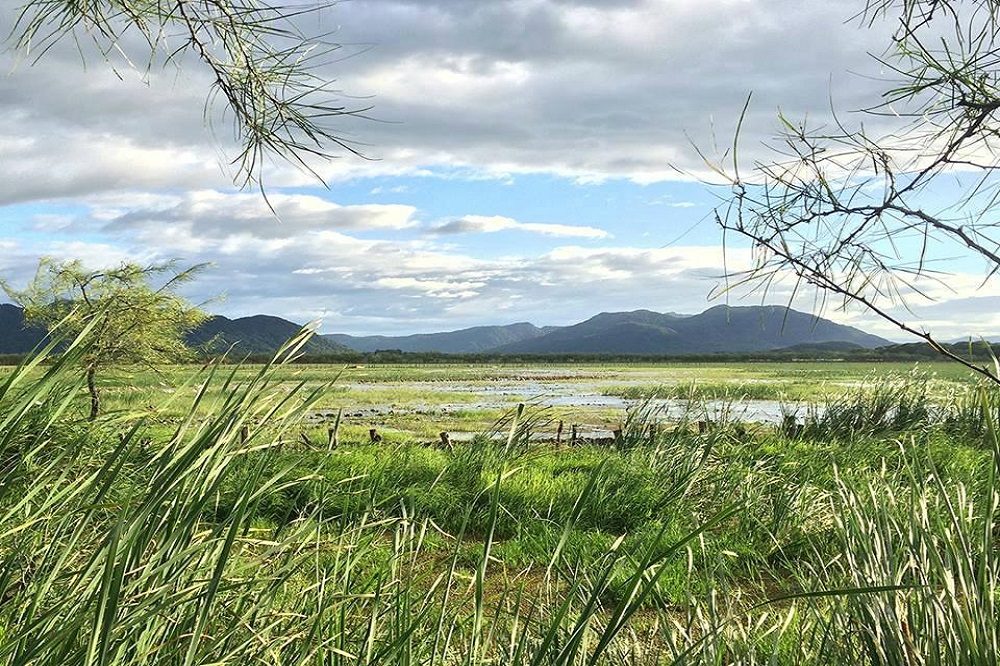 palo verde