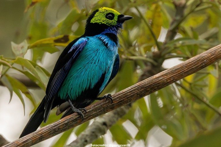 paradise tanager fotoreis ecuador paradise tanager fotoreis ecuador