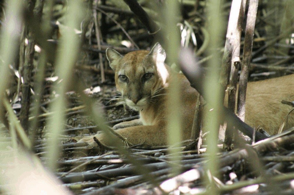 poema costa rica 2 poema costa rica 2