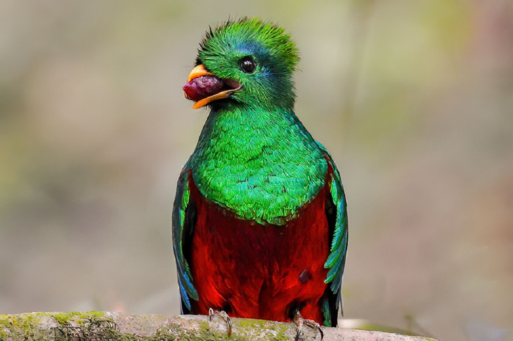 quetzal vogelreis guatemala