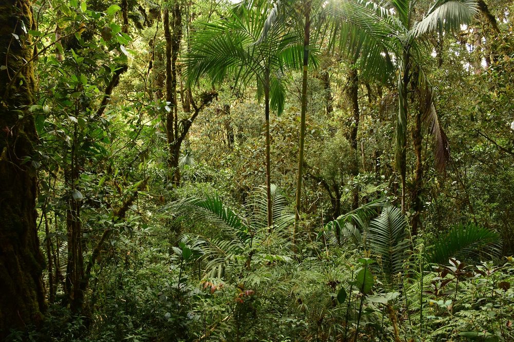 regenwoud jungle regenseizoen costa rica