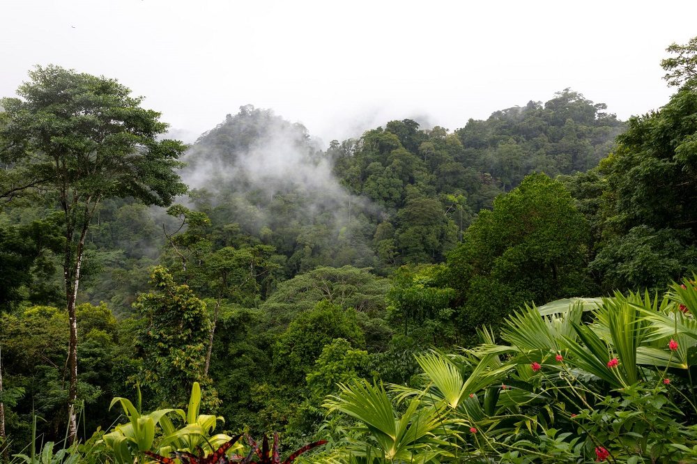 regenwoud nationaal park corcovado