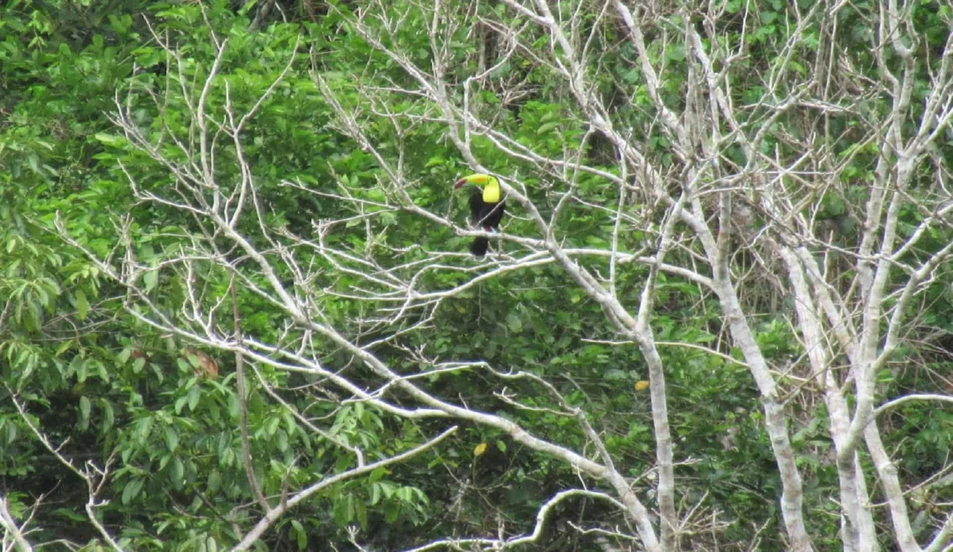 reisverslag belize toekan