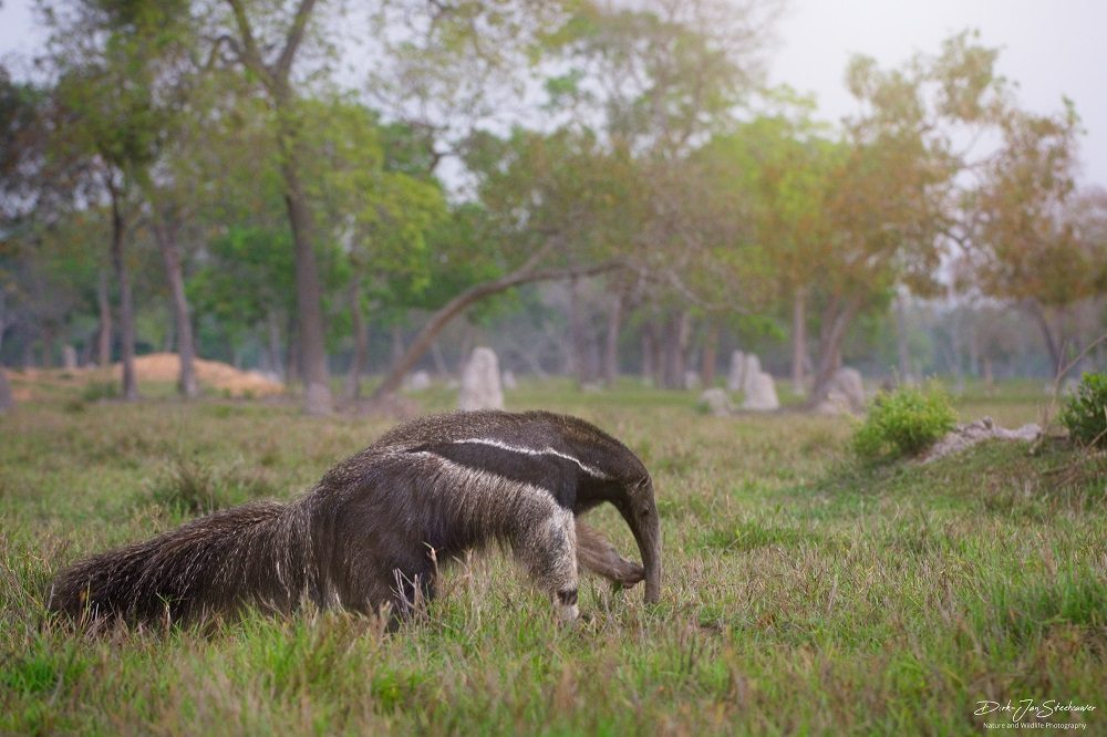 reuzenmiereneter pantanal